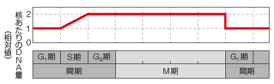 ⑳構造式と分子の形 解答