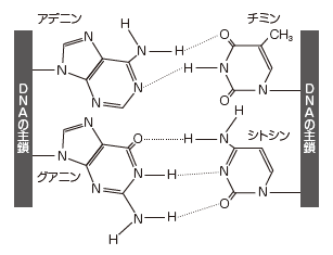 ㉔水素結合 解答