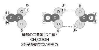 ㉔水素結合 解答